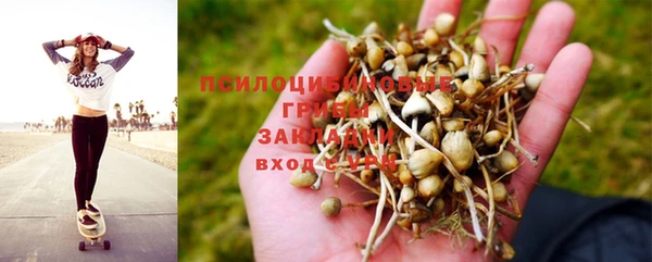 прущие грибы Алзамай